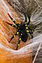 Летучая мышь, пауки LA MASCARADE (Белый, черный) 103754 #189144