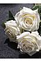 Букет роз "Роза Марена" MERSADA (Кремовый, темно-зеленый,) 300811 #300942