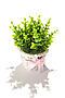 Букет "Травы" MERSADA (Белый, травяной зеленый,) 297021 #707910