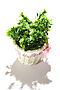Букет "Душистый горошек" MERSADA (Белый, травяной зеленый,) 297020 #770340